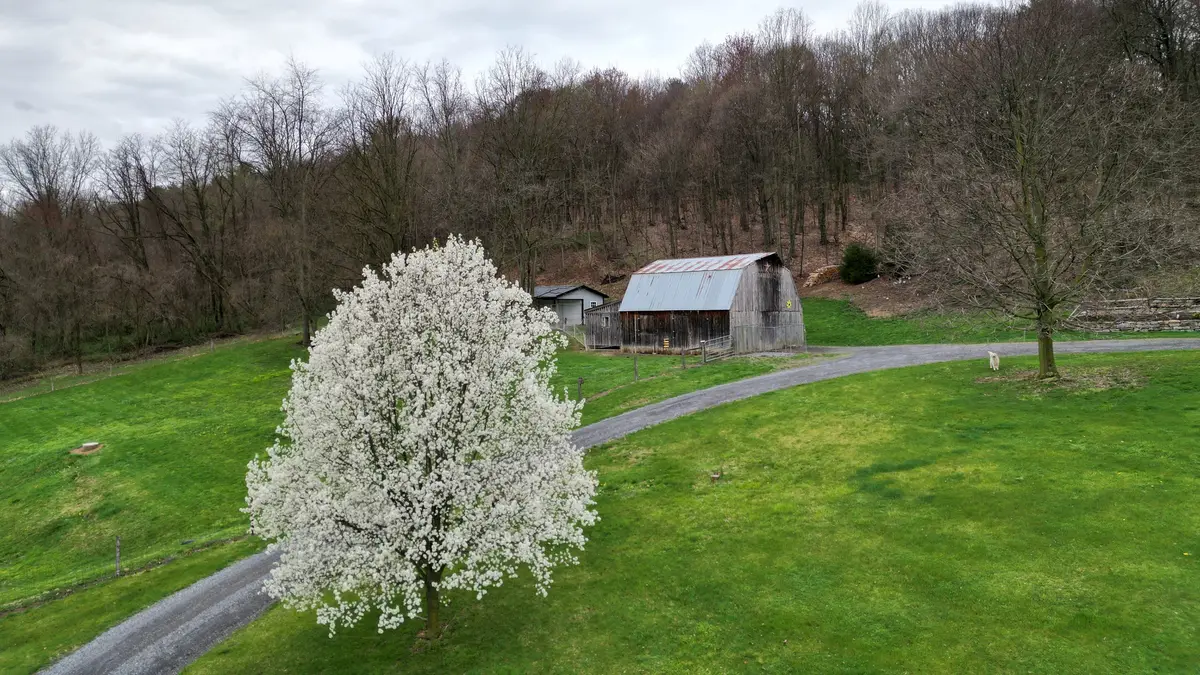 A Callery pear tree in full white bloom beside a gravel driveway and an old barn in early spring.