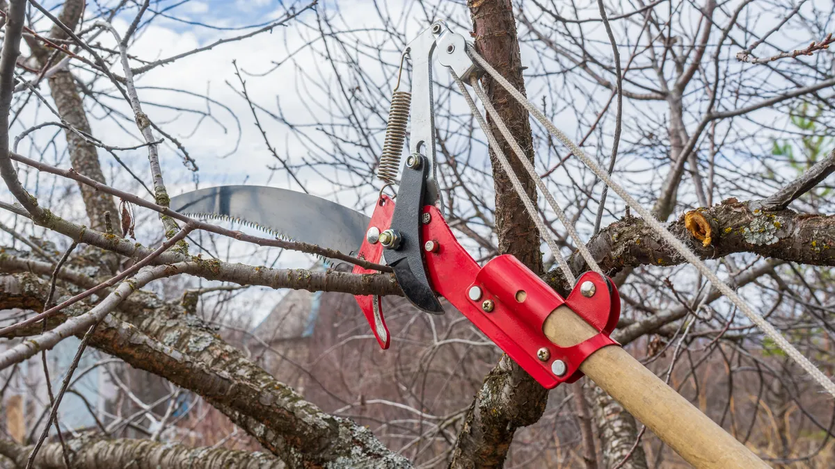 A pole pruner with a saw blade and lopper head reaching up to a branch of a bare, leafless tree in late winter.